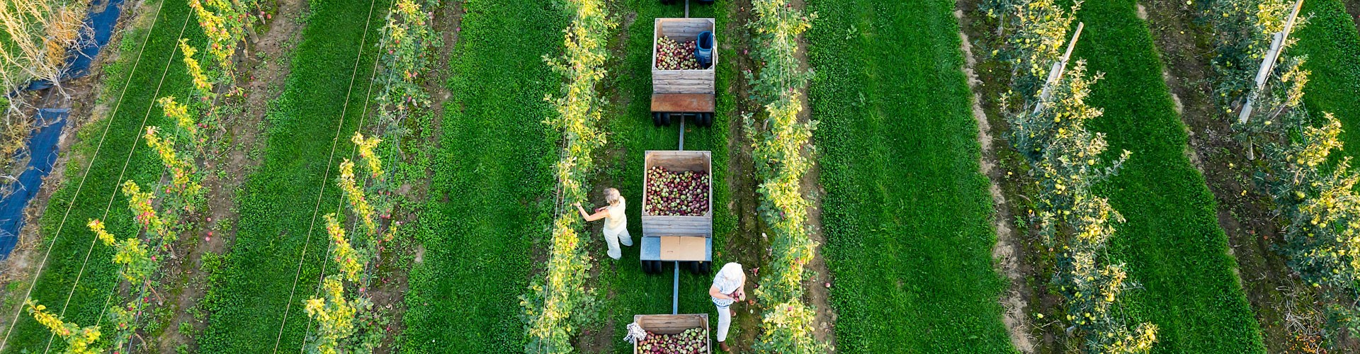 Appels-oogsten